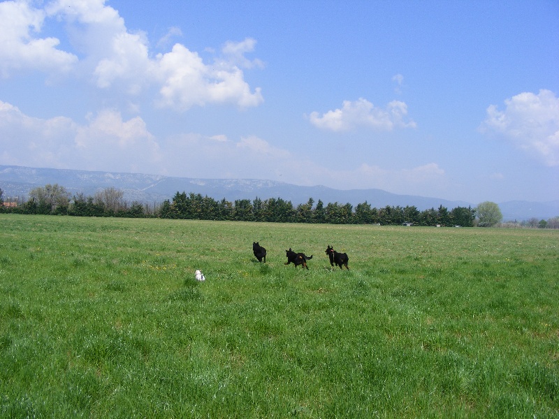 Provence 2009