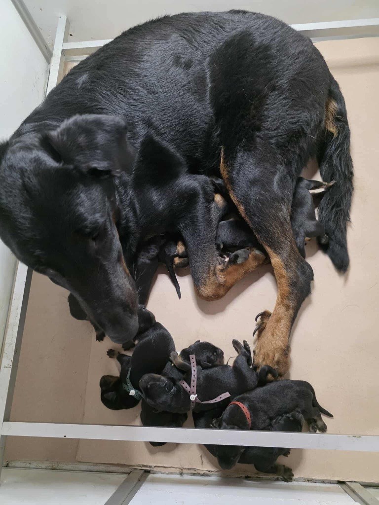 Chiot Berger de Beauce du regard mordant
