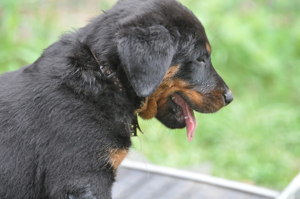 du regard mordant - Chiots disponibles - Berger de Beauce
