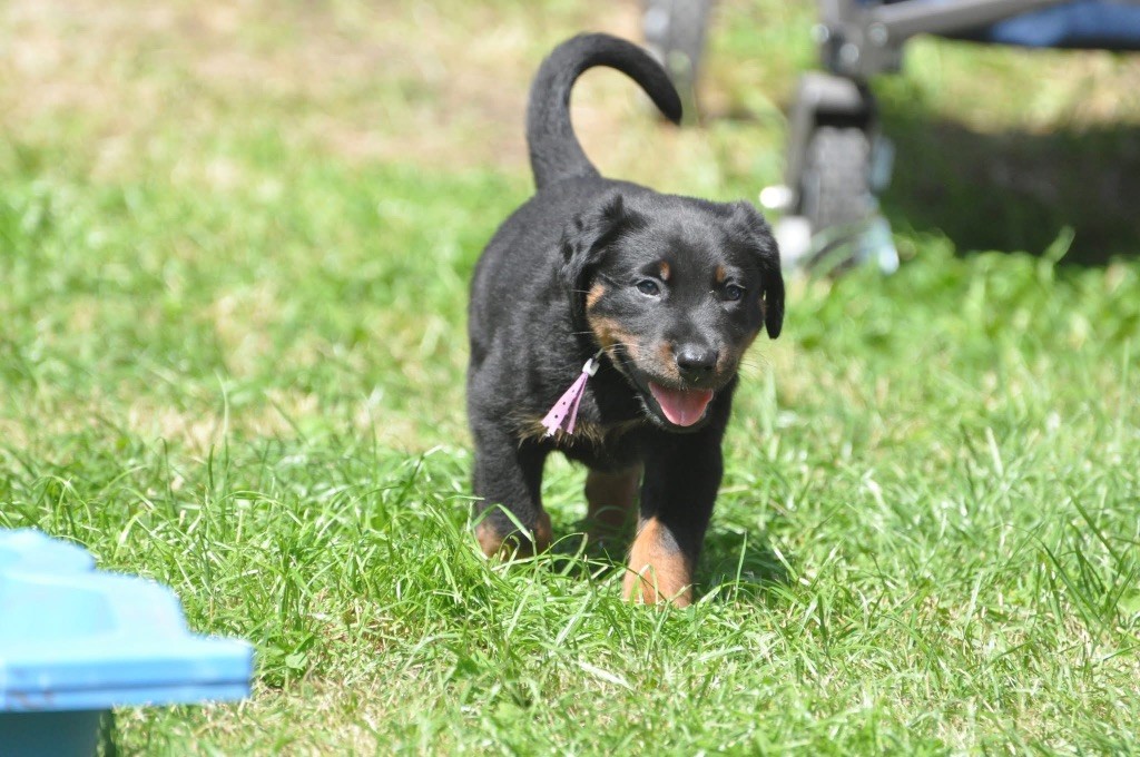du regard mordant - Chiots disponibles - Berger de Beauce